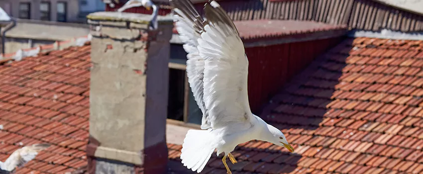 Residential Chimney Animal Removal Solution in Livermore, CA