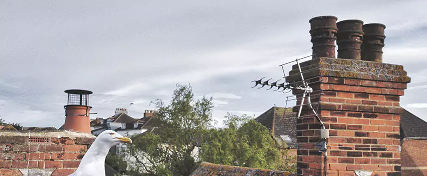 Chimney Cleaning And Restoration in Livermore, California